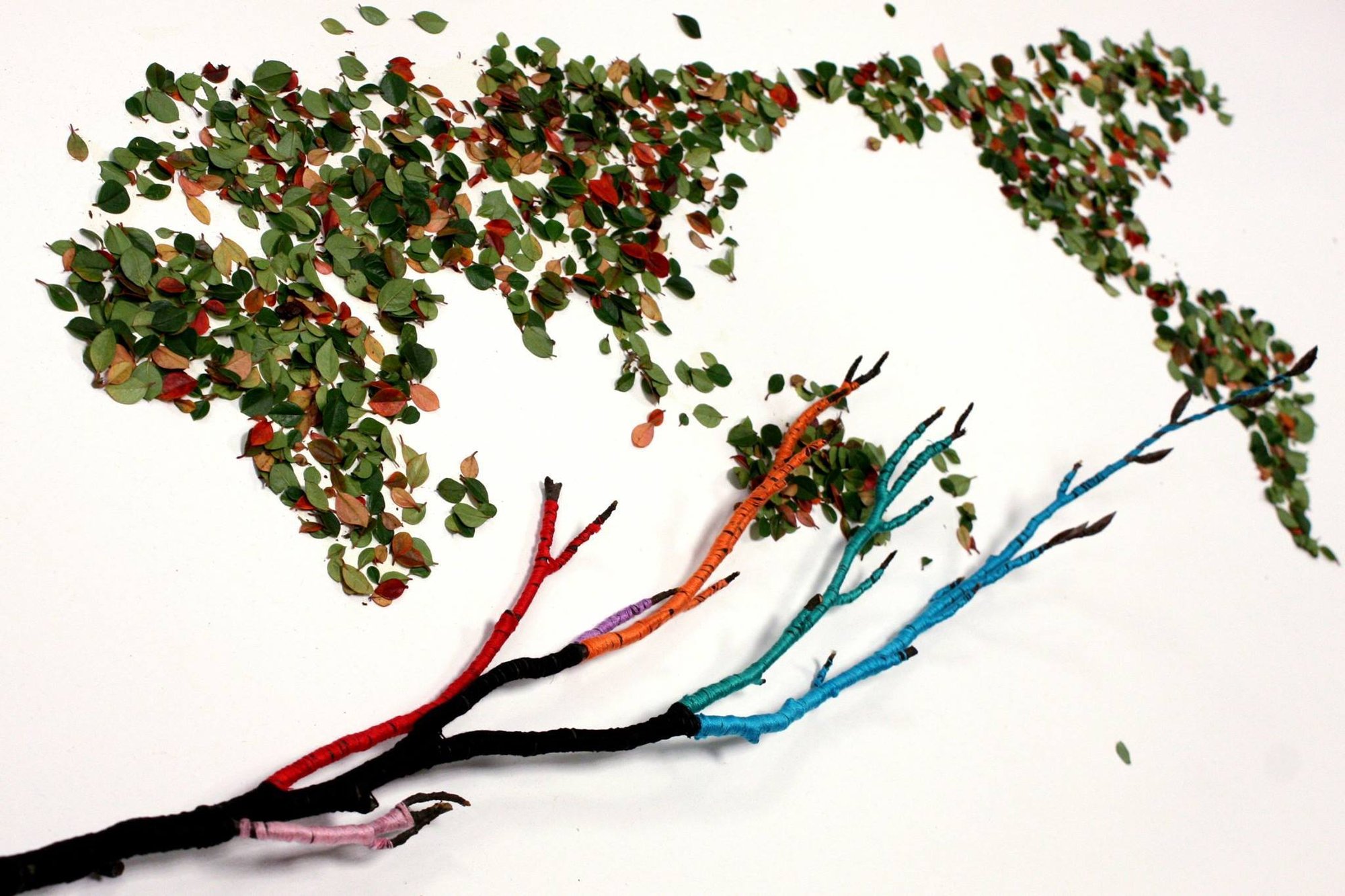 The Y-chromosome tree bursts into leaf